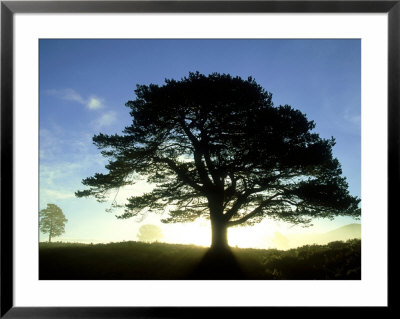 Scots Pine, Silhouette Of Single Tree At Sunrise, Scotland by Mark Hamblin Pricing Limited Edition Print image