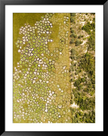 Raised Bed Vegetable Gardens In A Coastal Floodplain Near Beira, Mozambique by Michael Fay Pricing Limited Edition Print image