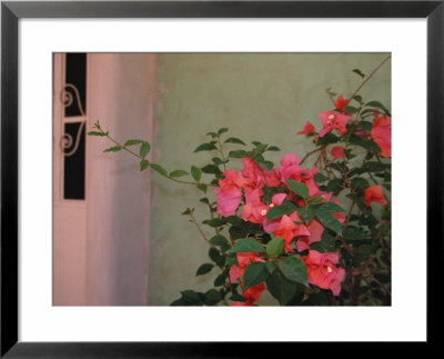 Detail Of Bougenvilla In Bloom, Puerto Vallarta, Mexico by John & Lisa Merrill Pricing Limited Edition Print image
