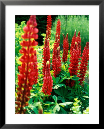 Lupinus, The Page (Band Of Nobles Series), Flowers And Foliage by Pernilla Bergdahl Pricing Limited Edition Print image