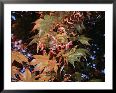 A Japanese Maple Tree With Fruit by Darlyne A. Murawski Pricing Limited Edition Print image