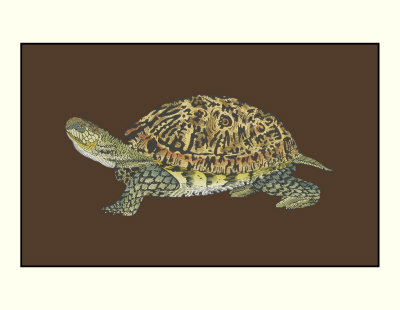 Tortoise Collector Iv by Chariklia Zarris Pricing Limited Edition Print image