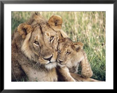 African Lion, Masai Mara Reserve, Kenya by Richard Packwood Pricing Limited Edition Print image