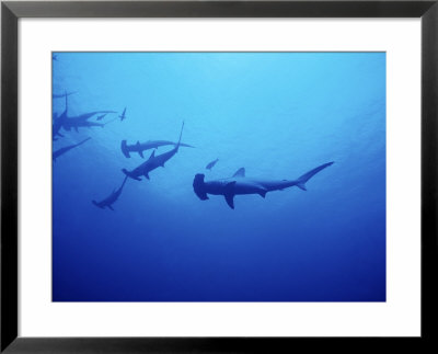 Scalloped Hammerhead Shark, Group, Red Sea by Gerard Soury Pricing Limited Edition Print image