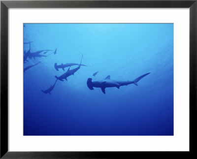 Scalloped Hammerhead Shark, Group, Red Sea by Gerard Soury Pricing Limited Edition Print image