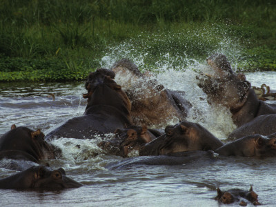 Fighting Hippos Thrash The Water During A Confrontation In A Water Hole, Serengeti National Park by Daniel Dietrich Pricing Limited Edition Print image