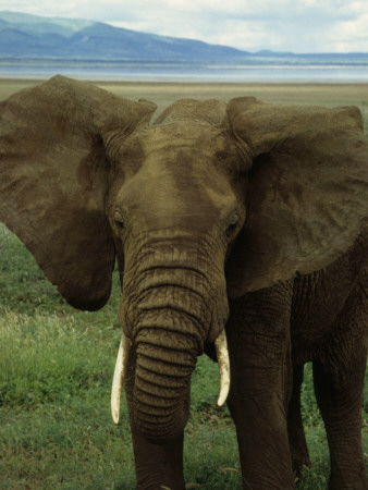 Ngorongoro Crater Elephant by Daniel Dietrich Pricing Limited Edition Print image