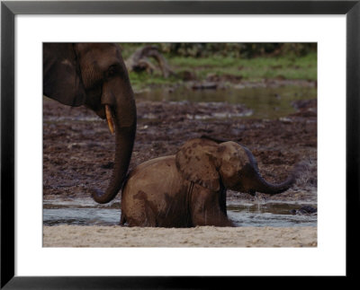 African Forest Elephant Mother And Baby by Michael Nichols Pricing Limited Edition Print image