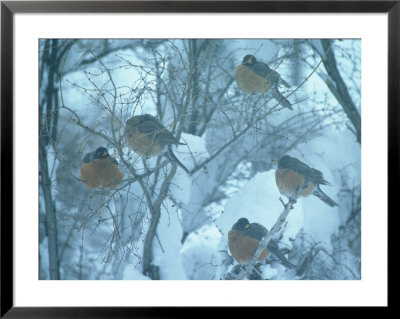 Robins On Branches In Winter, Salida, Colorado by Frank Staub Pricing Limited Edition Print image