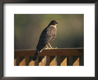 A Hawk Takes A Rest On A Porch Rail by George F. Mobley Pricing Limited Edition Print image
