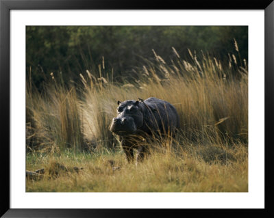 Hippo In The Grass by Nicole Duplaix Pricing Limited Edition Print image