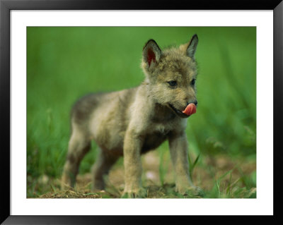 A Gray Wolf Cub Licks His Nose by Joel Sartore Pricing Limited Edition Print image