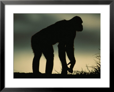 Silhouetted Bonobo by Michael Nichols Pricing Limited Edition Print image