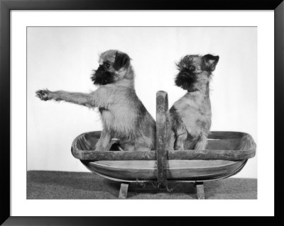 Two Unnamed Griffons Owned By Scholfield Sitting In A Trug by Thomas Fall Pricing Limited Edition Print image
