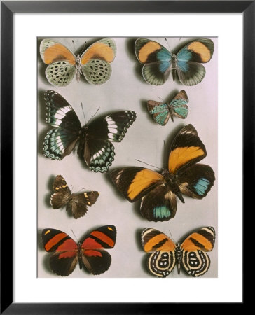 Nymphalid Butterflies by Willard Culver Pricing Limited Edition Print image