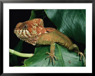 Helmeted Iguana by George Grall Pricing Limited Edition Print image