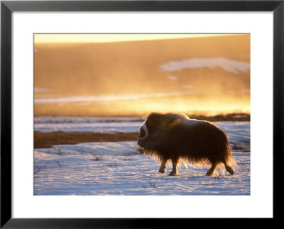 Muskox Bull Silhouetted At Sunset, North Slope Of The Brooks Range, Alaska, Usa by Steve Kazlowski Pricing Limited Edition Print image