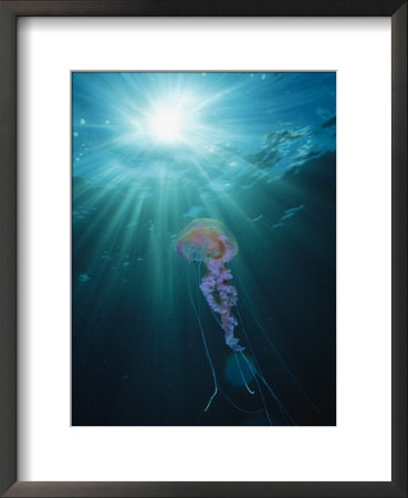 Pelagia Noctiluca Jellyfish Swimming In Sunlit Water by Brian J. Skerry Pricing Limited Edition Print image