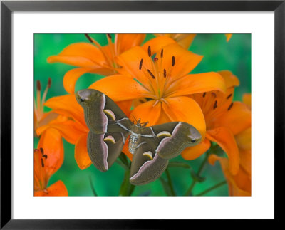 Orange Asiatic Lily And Silk Moth Samia Cynthia, Sammamish, Washington, Usa by Darrell Gulin Pricing Limited Edition Print image