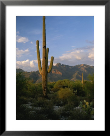 Saguaro Cactus In The Sonoran Desert Landscape by Todd Gipstein Pricing Limited Edition Print image