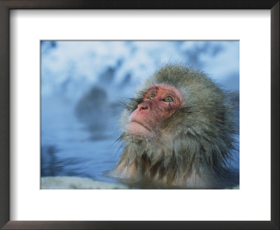 Japanese Macaque, Or Snow Monkey, Soaking In A Hot Spring by Tim Laman Pricing Limited Edition Print image