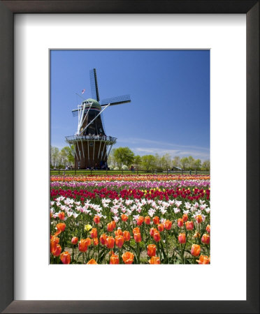 Park With Tulips In Bloom At Holland, Windmill Island, Michigan, Usa by David R. Frazier Pricing Limited Edition Print image