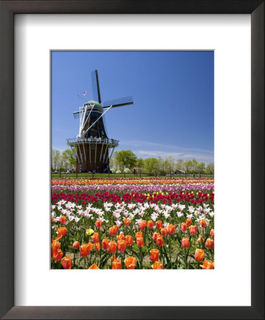 Park With Tulips In Bloom At Holland, Windmill Island, Michigan, Usa by David R. Frazier Pricing Limited Edition Print image