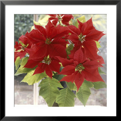 Euphorbia Pulcherrima Poinsettia In Pot On Windowsill by Lynne Brotchie Pricing Limited Edition Print image