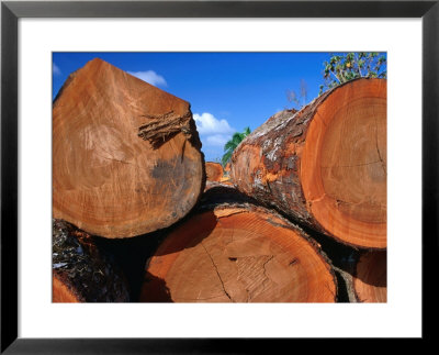 Cut Trees In Logging Yard, Darien National Park, Panama by Alfredo Maiquez Pricing Limited Edition Print image