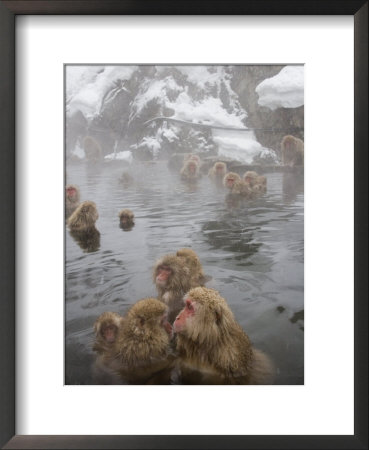 Japanese Macaque In Natural Onsen, Jigokudani Monkey Park by John Borthwick Pricing Limited Edition Print image