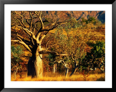 Boab Trees On Victoria Highway, Keep River National Park, Northern Territory, Australia by John Banagan Pricing Limited Edition Print image