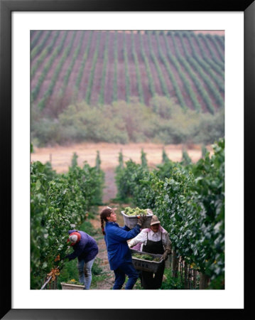 Harvest At Vineyard In Carneros Area, Napa Valley, California by Roberto Gerometta Pricing Limited Edition Print image