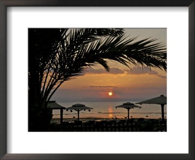 Dahab, Egypt, Middle East:Silhouette Of Palm Tree Over The Sunset by Brimberg & Coulson Pricing Limited Edition Print image