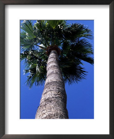 Frog's Eye View Looking Up A Palm Tree, Ventura, California by Stacy Gold Pricing Limited Edition Print image