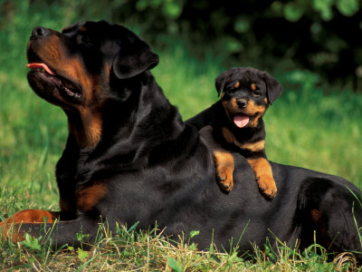 Domestic Dogs, Rottweiler With Puppy Lying On Its Back by Adriano Bacchella Pricing Limited Edition Print image