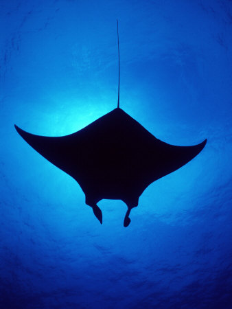 Silhouette Of Atlantic Manta Ray, Little Cayman Island, Caribbean Sea by Doug Perrine Pricing Limited Edition Print image