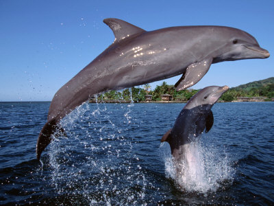 Bottlenose Dolphins Leaping, Roatan, Bay Islands, Honduras by Doug Perrine Pricing Limited Edition Print image