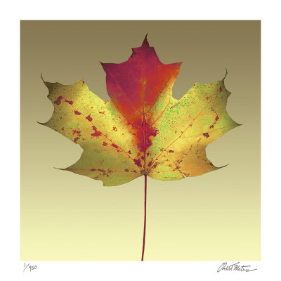Maple Leaf by Robert Mertens Pricing Limited Edition Print image