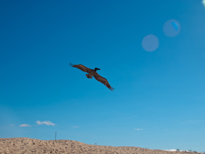 Pelikan Im Flug Auf Galapagos by Oliver Schwartz Pricing Limited Edition Print image