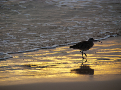 Strandschnepfe Auf Galapagos by Oliver Schwartz Pricing Limited Edition Print image