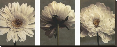 Daisy/Dahlia by Dianne Poinski Pricing Limited Edition Print image