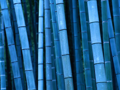 Bamboo, Kyoto, Japan by Frank Carter Pricing Limited Edition Print image