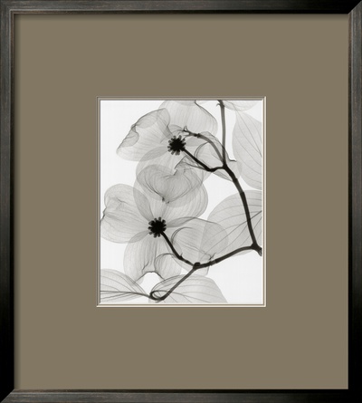Dogwood Blossoms by Steven N. Meyers Pricing Limited Edition Print image