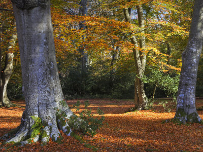 Autumn Colour In Woodlands Near Rufus Stone, New Forest National Park, Hampshire, England by Adam Burton Pricing Limited Edition Print image