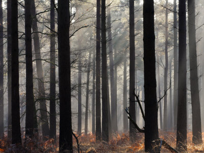 Misty Autumn Scene In A New Forest Pine Wood, Hampshire, England by Adam Burton Pricing Limited Edition Print image