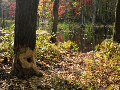 Autumn Colours In Beartown State Forest, Berkshire Hills, Massachusetts, Usa by Adam Burton Pricing Limited Edition Print image