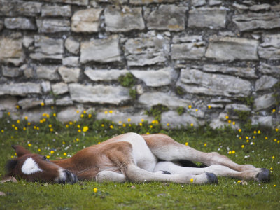 Young Foal Sleeping Outside Beauliey Abbey Walls, New Forest, Hampshire, England by Adam Burton Pricing Limited Edition Print image