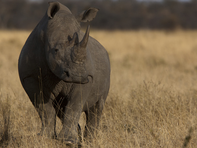 Portrait Of A White Rhinoceros, Ceratotherium Simum by Beverly Joubert Pricing Limited Edition Print image