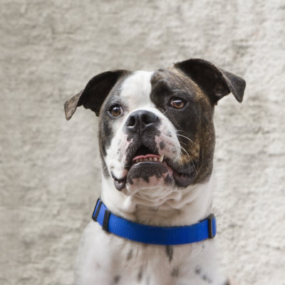 American Bulldog With A Blue Collar by Images Monsoon Pricing Limited Edition Print image
