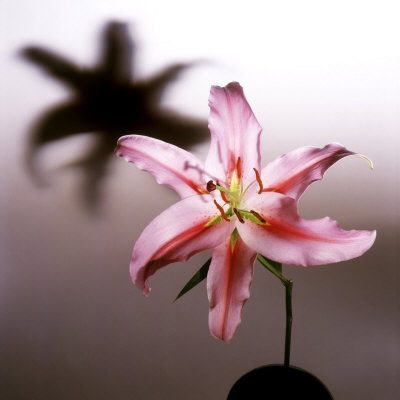 Pink Lily Blossom With Shadow by Images Monsoon Pricing Limited Edition Print image